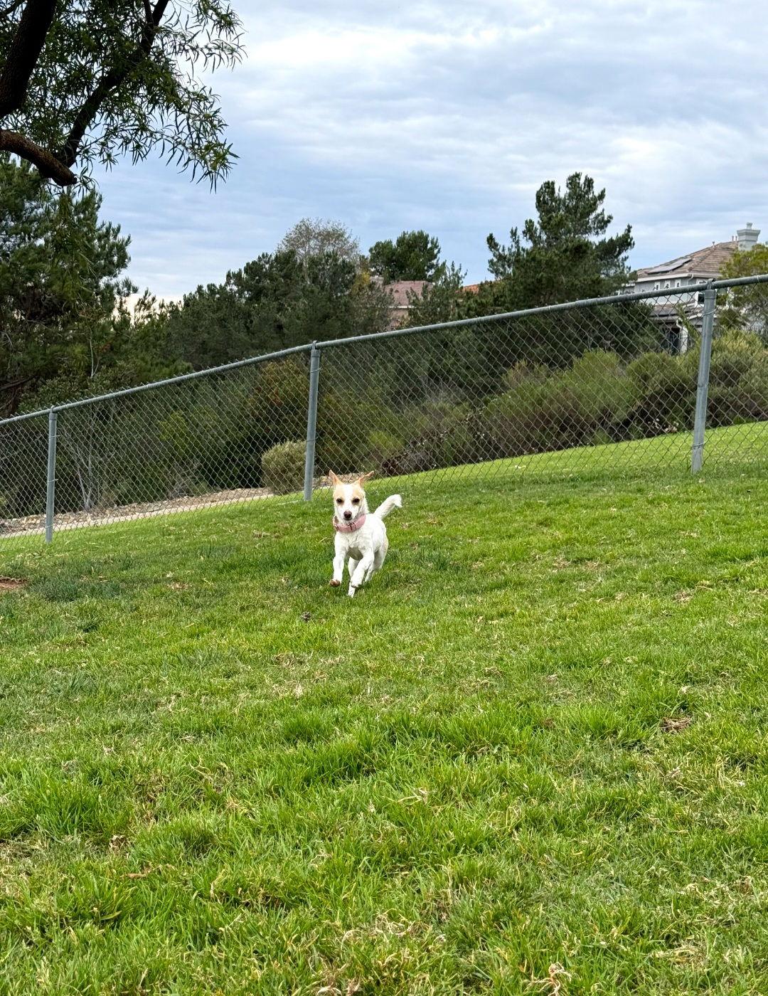 Mia, Adoptable, Young Female Chihuahua.