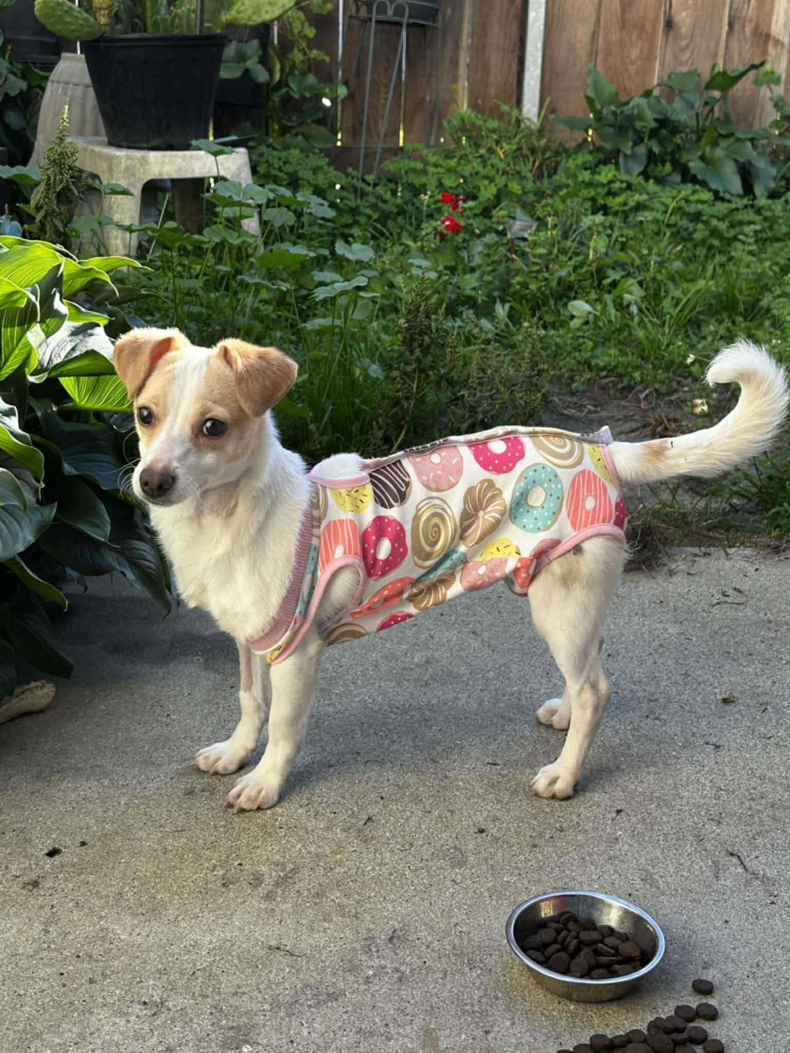 Mia, Adoptable, Young Female Chihuahua.