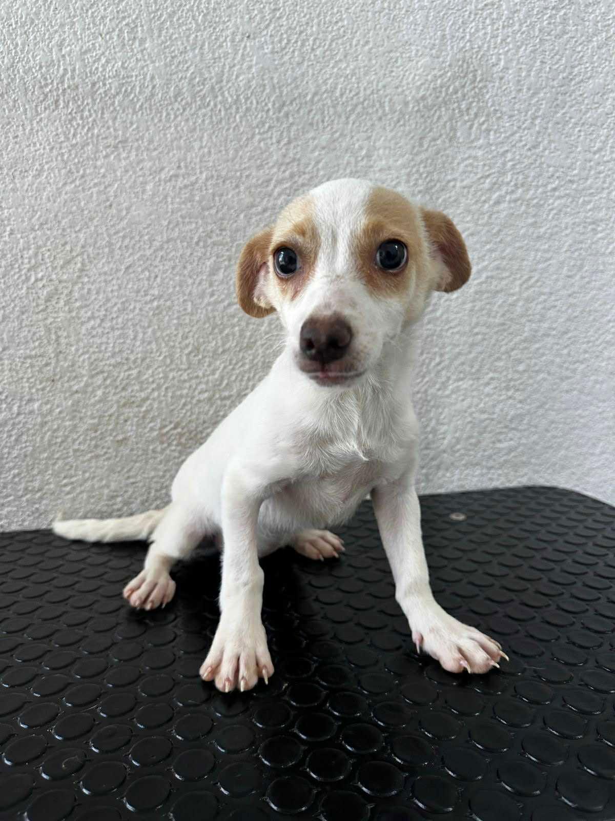 Enlarge Mia, a Adoptable Chihuahua in Escondido, CA image 2/3