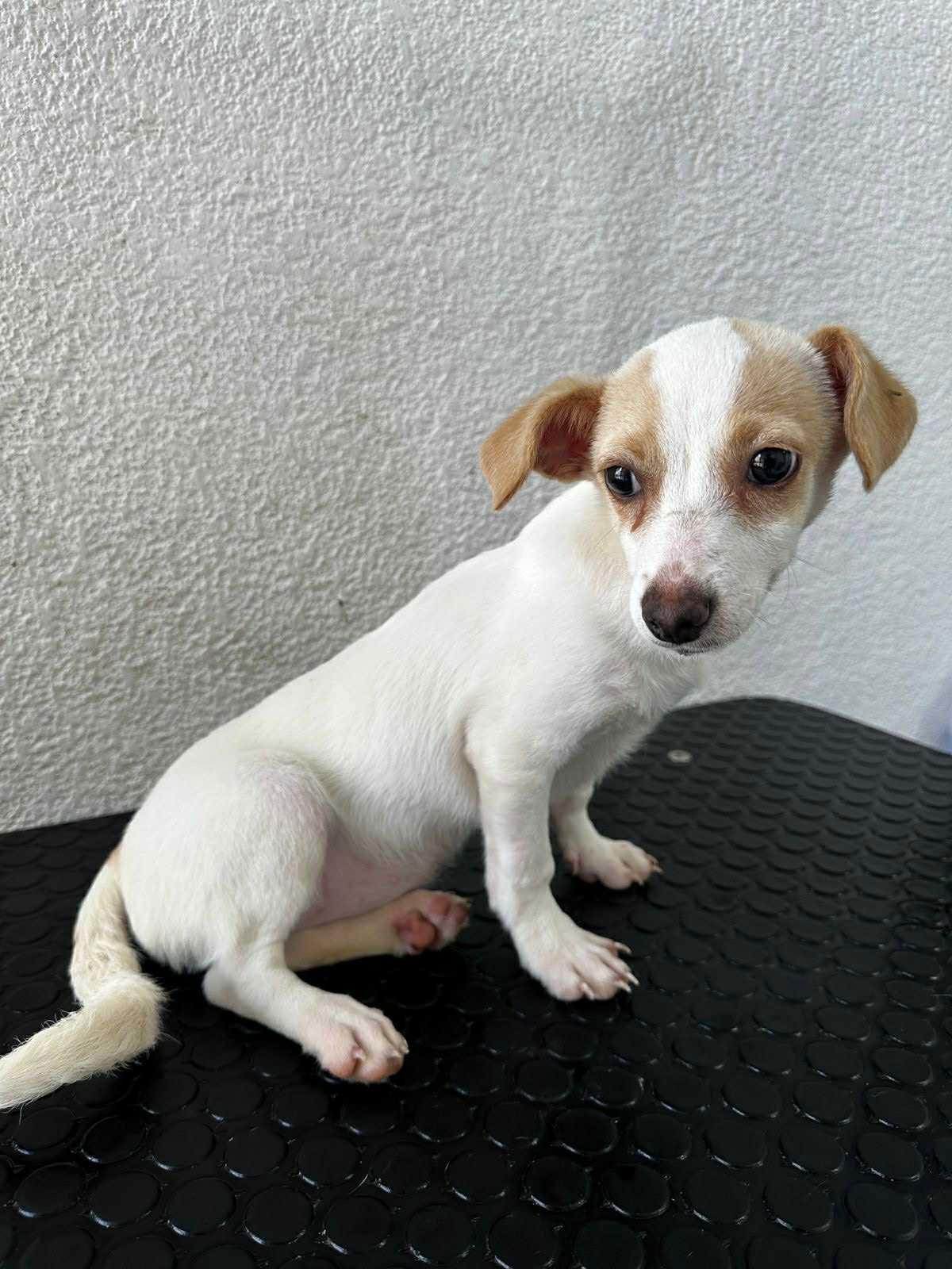 Enlarge Mia, a Adoptable Chihuahua in Escondido, CA image 3/3