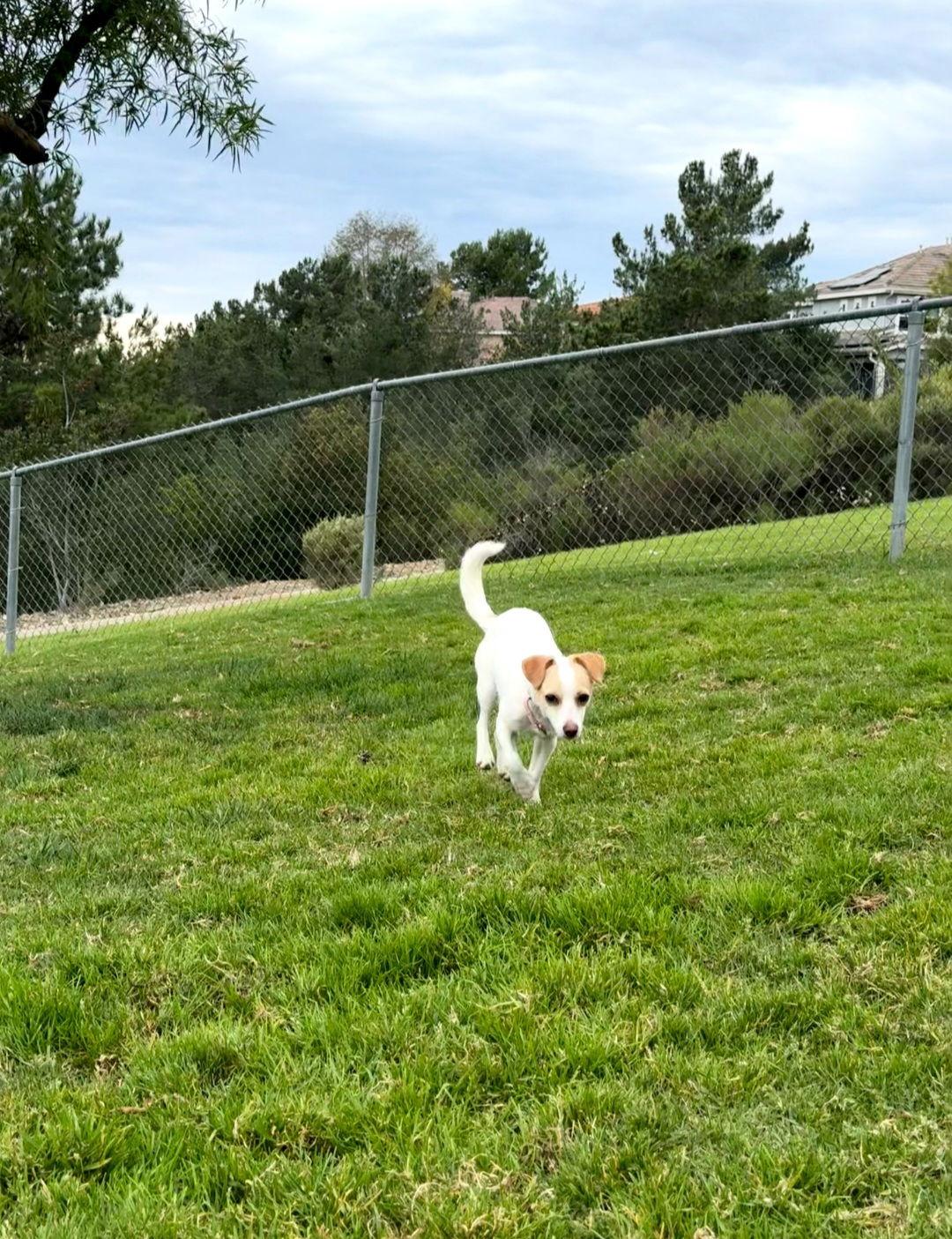 Enlarge Mia, a Adoptable Chihuahua in Escondido, CA image 2/3
