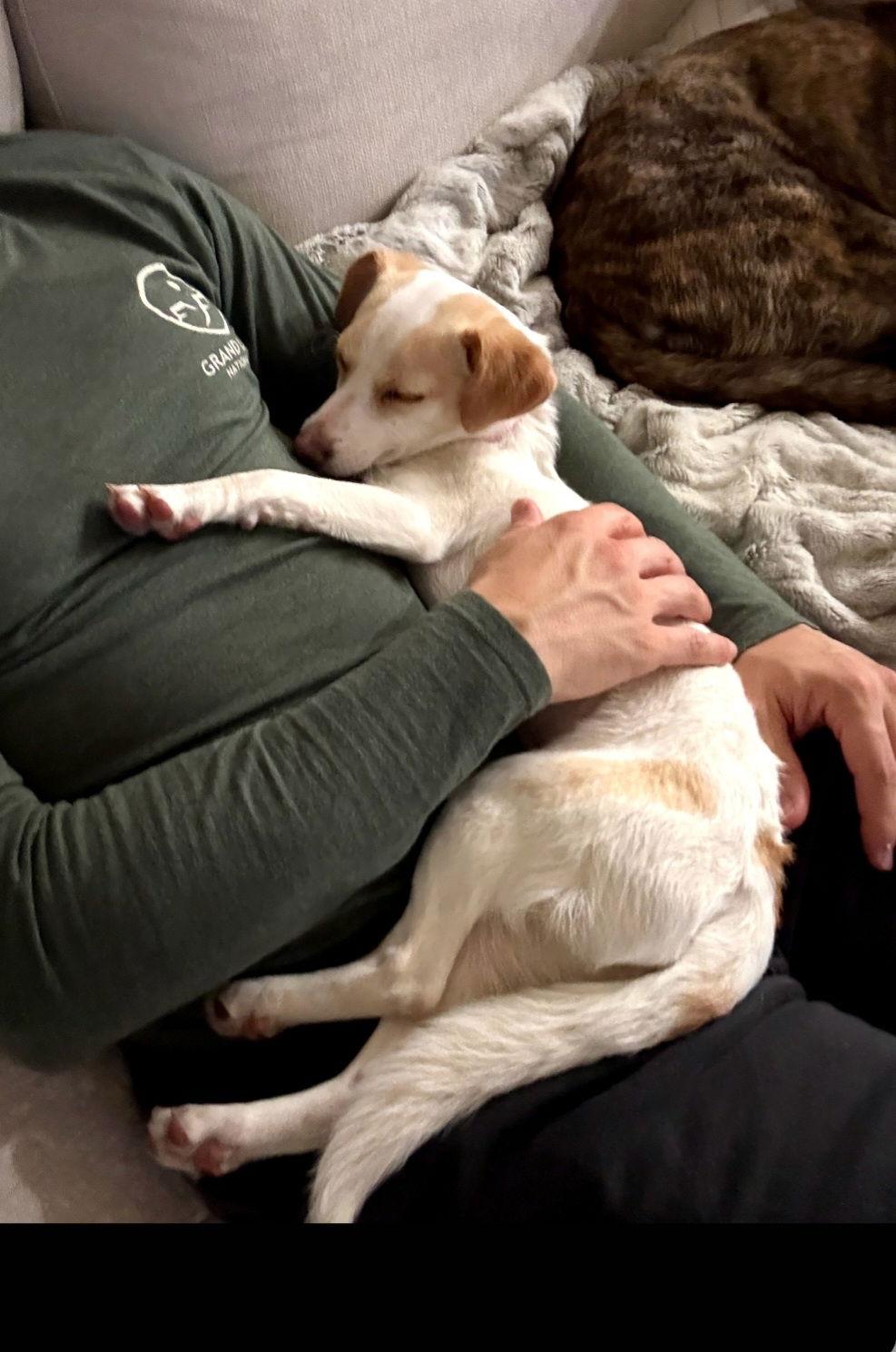 Enlarge Mia, a Adoptable Chihuahua in Escondido, CA image 3/3