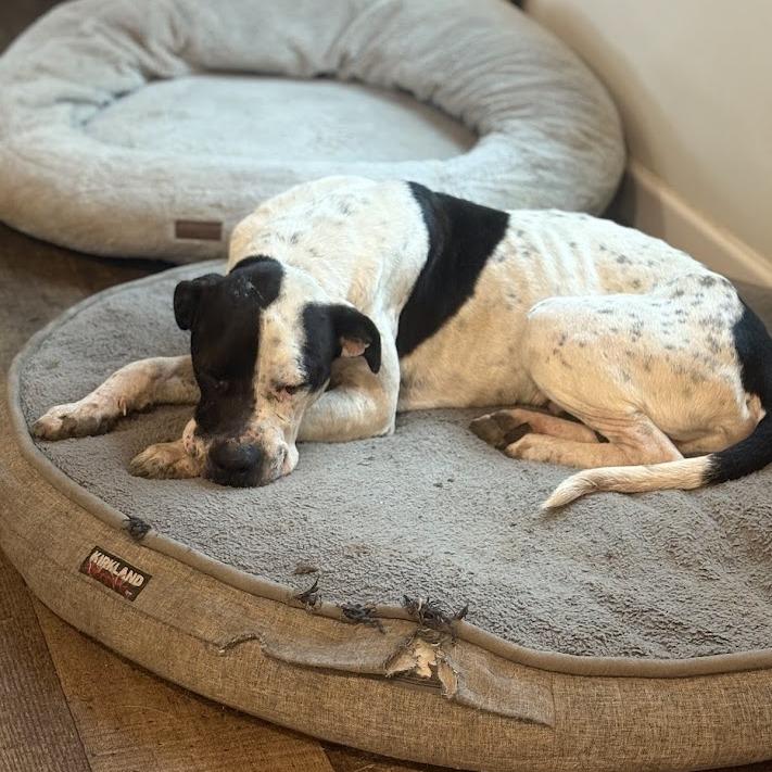 Stanley, Adoptable, Adult Male Boxer.