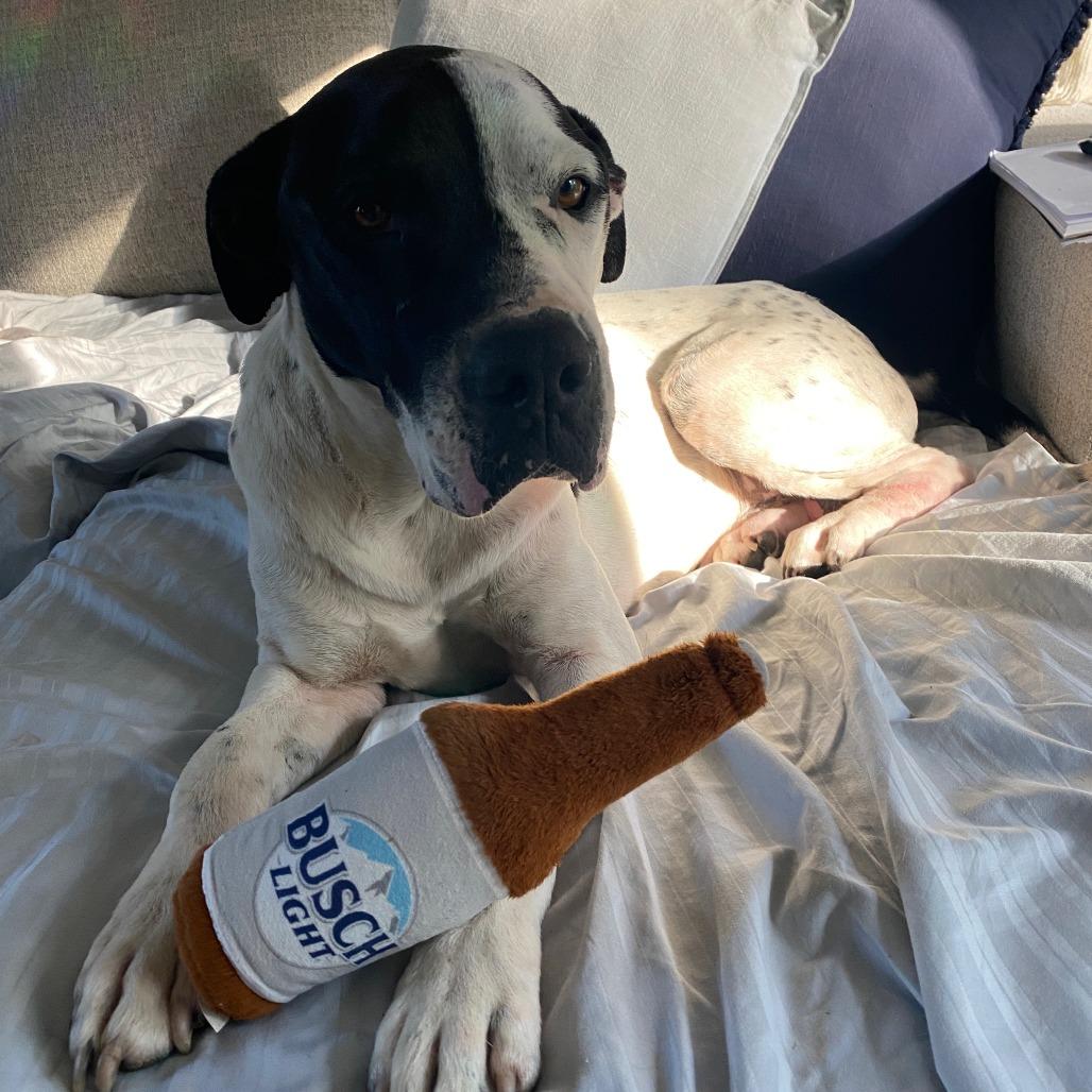 Enlarge Stanley, a Adoptable Boxer in North Charleston, SC image 2/6