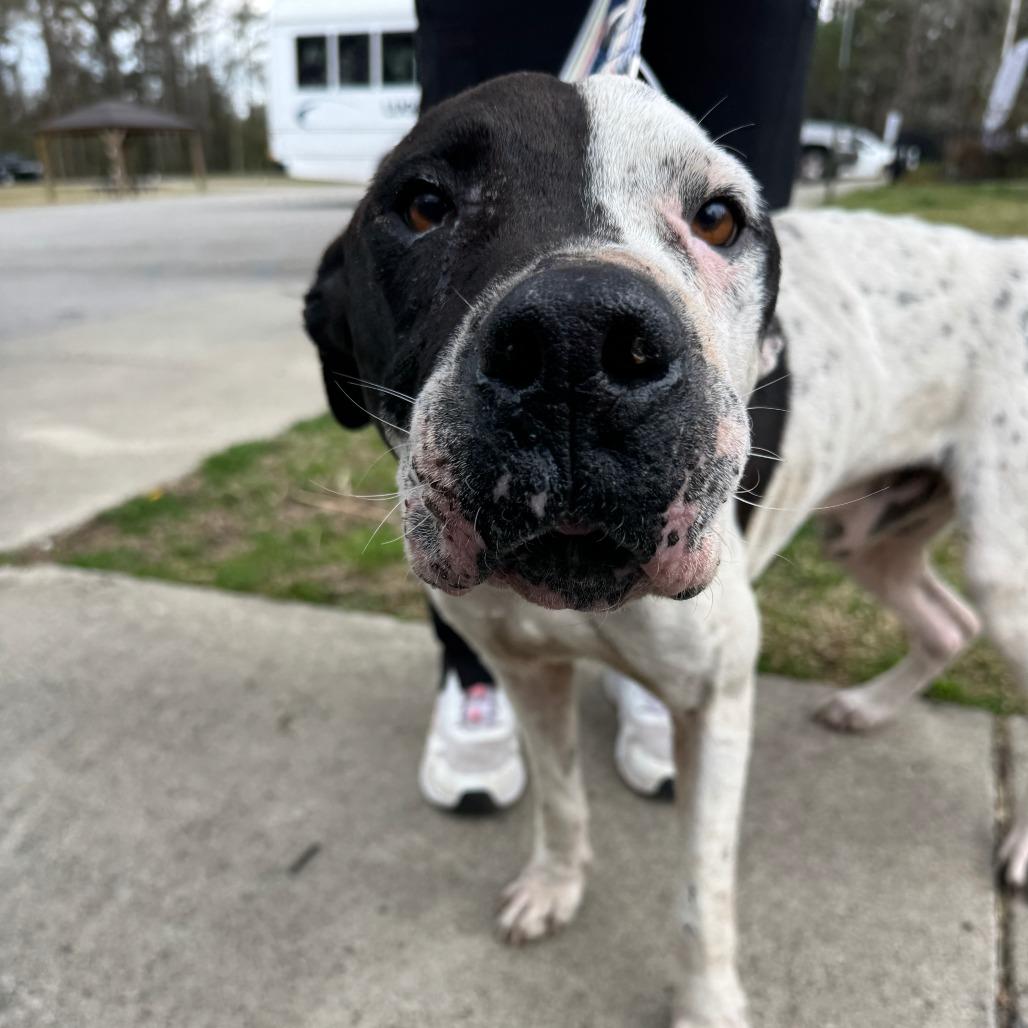 Enlarge Stanley, a Adoptable Boxer in North Charleston, SC image 3/6