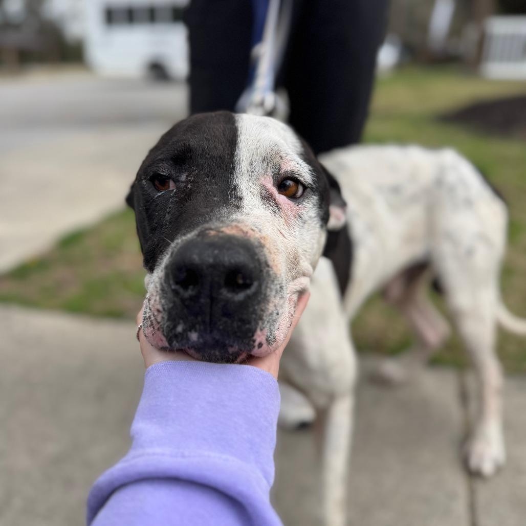 Enlarge Stanley, a Adoptable Boxer in North Charleston, SC image 4/6