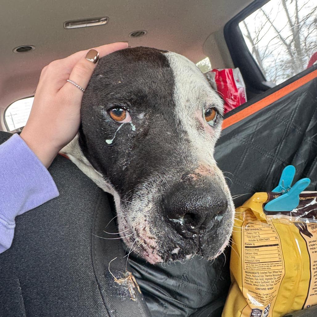 Enlarge Stanley, a Adoptable Boxer in North Charleston, SC image 5/6