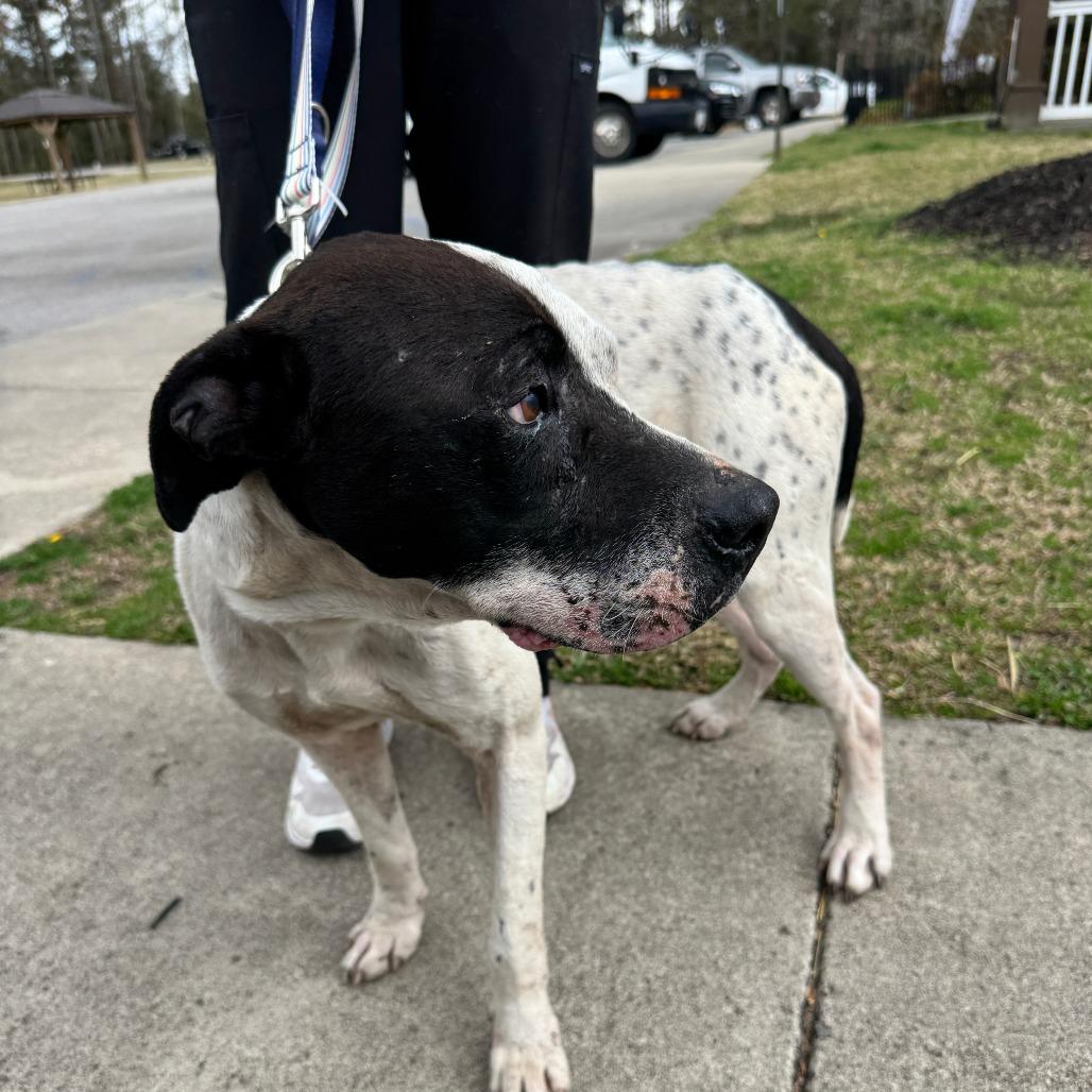 Enlarge Stanley, a Adoptable Boxer in North Charleston, SC image 6/6