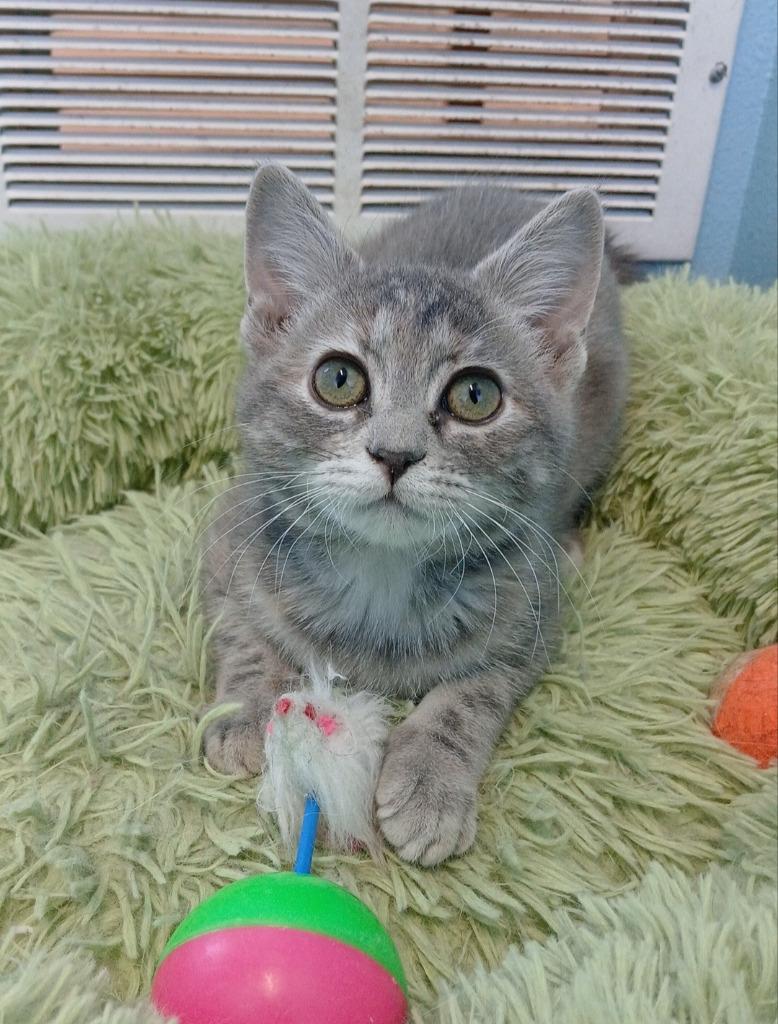 Millie, Adopted, Kitten Female Domestic Short Hair.