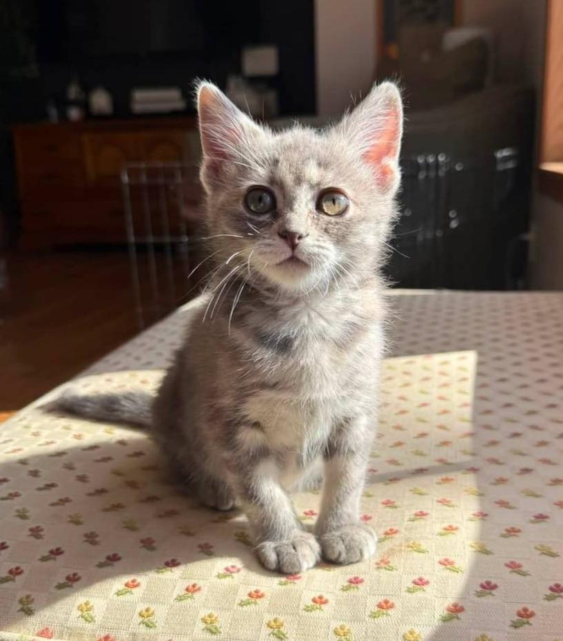 Enlarge Millie, a Adopted mixed breed in Ladysmith, WI image 2/5