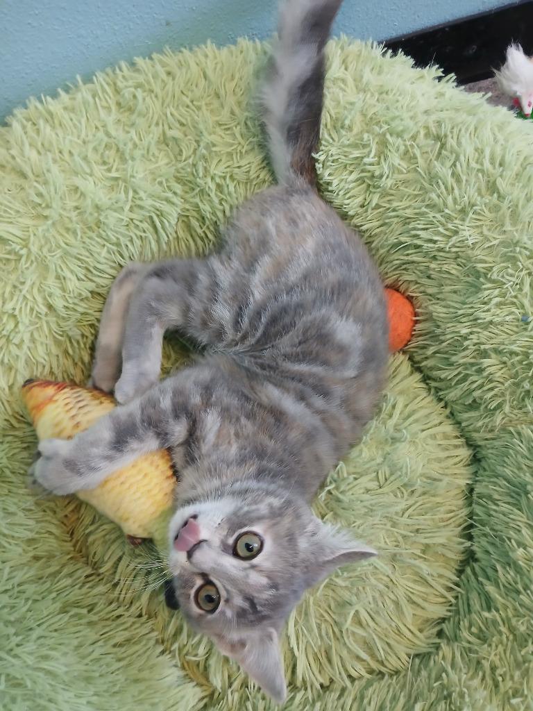 Enlarge Millie, a Adopted mixed breed in Ladysmith, WI image 3/5