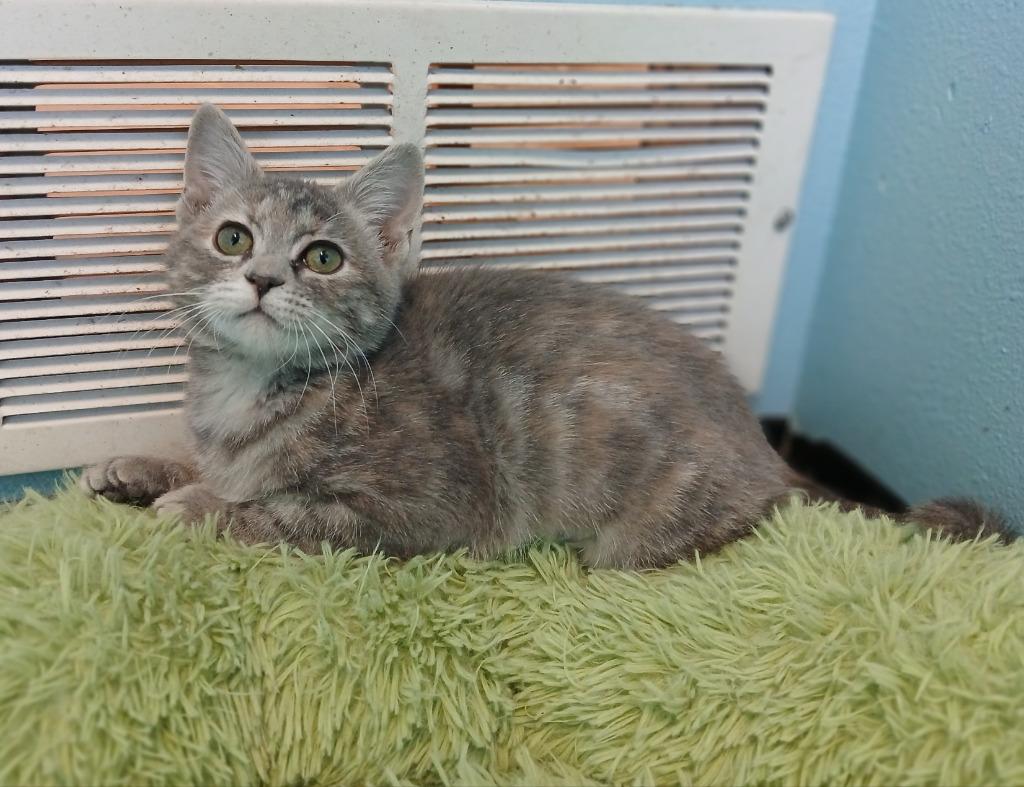 Enlarge Millie, a Adopted mixed breed in Ladysmith, WI image 4/5