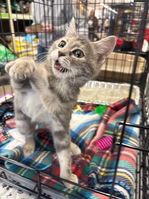 Enlarge Millie, a Adopted mixed breed in Ladysmith, WI image 5/5