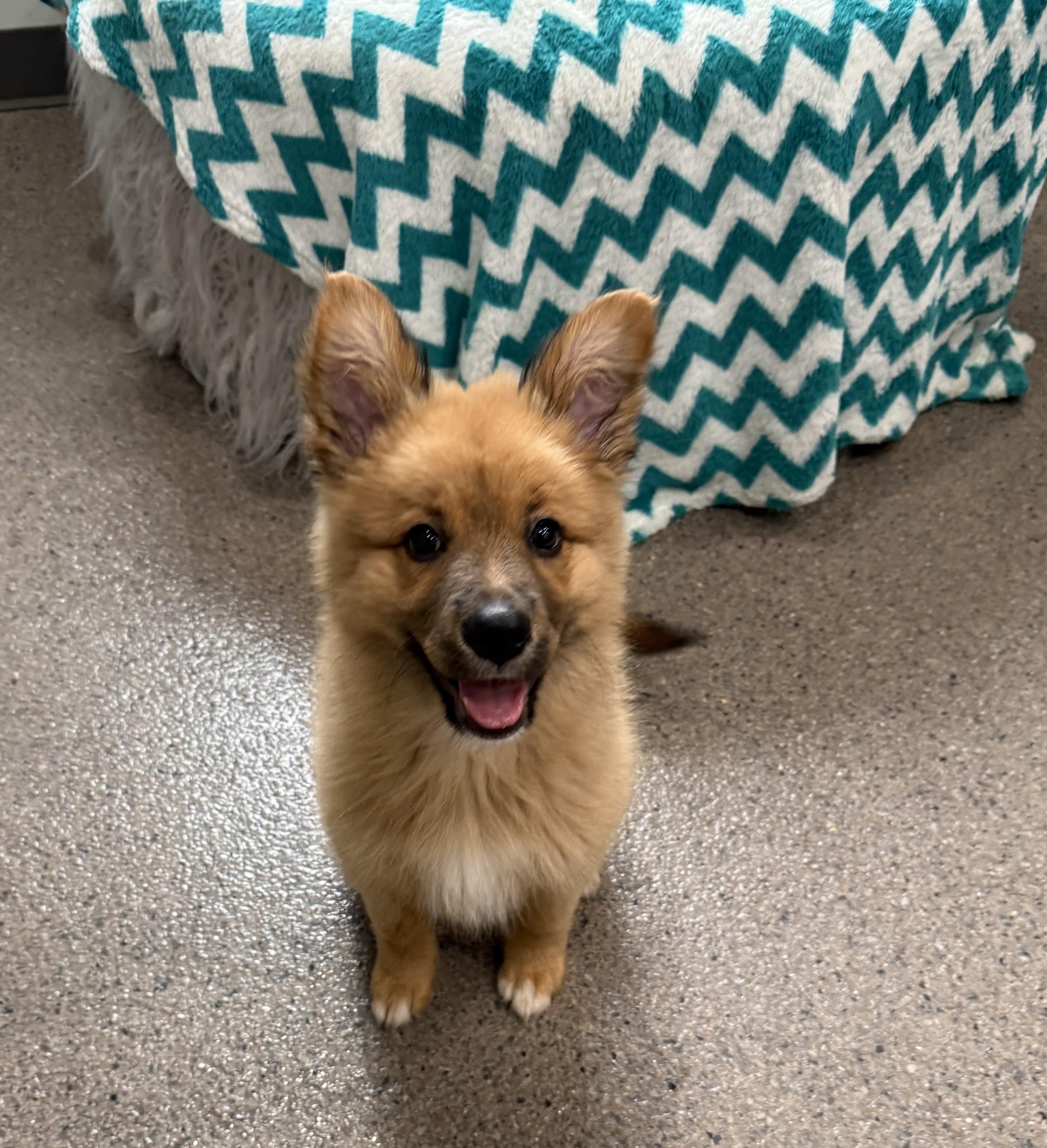 Suki