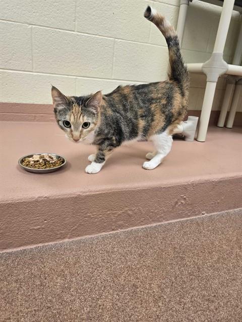 Enlarge GYPSE, a Adoptable Domestic Short Hair in Ogden, UT image 1/1