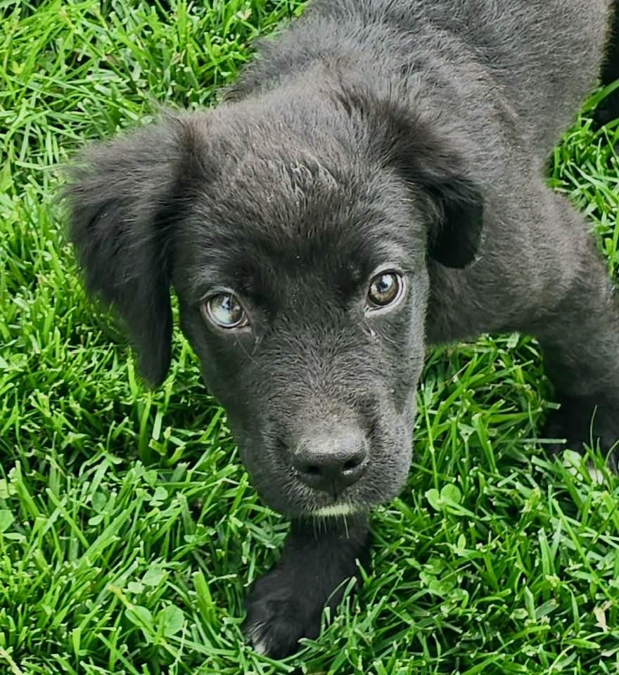 Clark, Adopted, Puppy Male Spaniel.