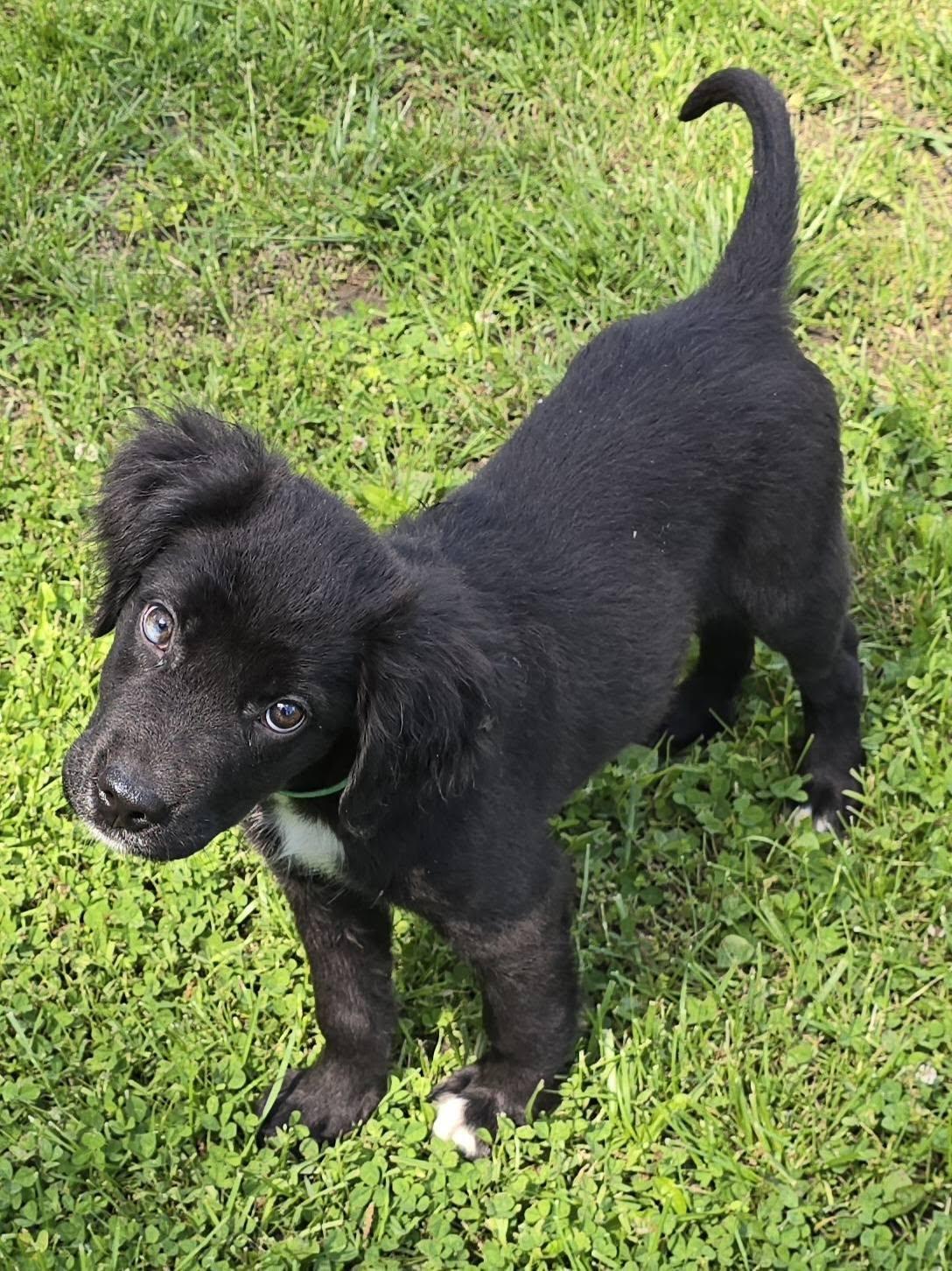 Clark, a Adopted Spaniel in Lee's Summit, MO image 2/3