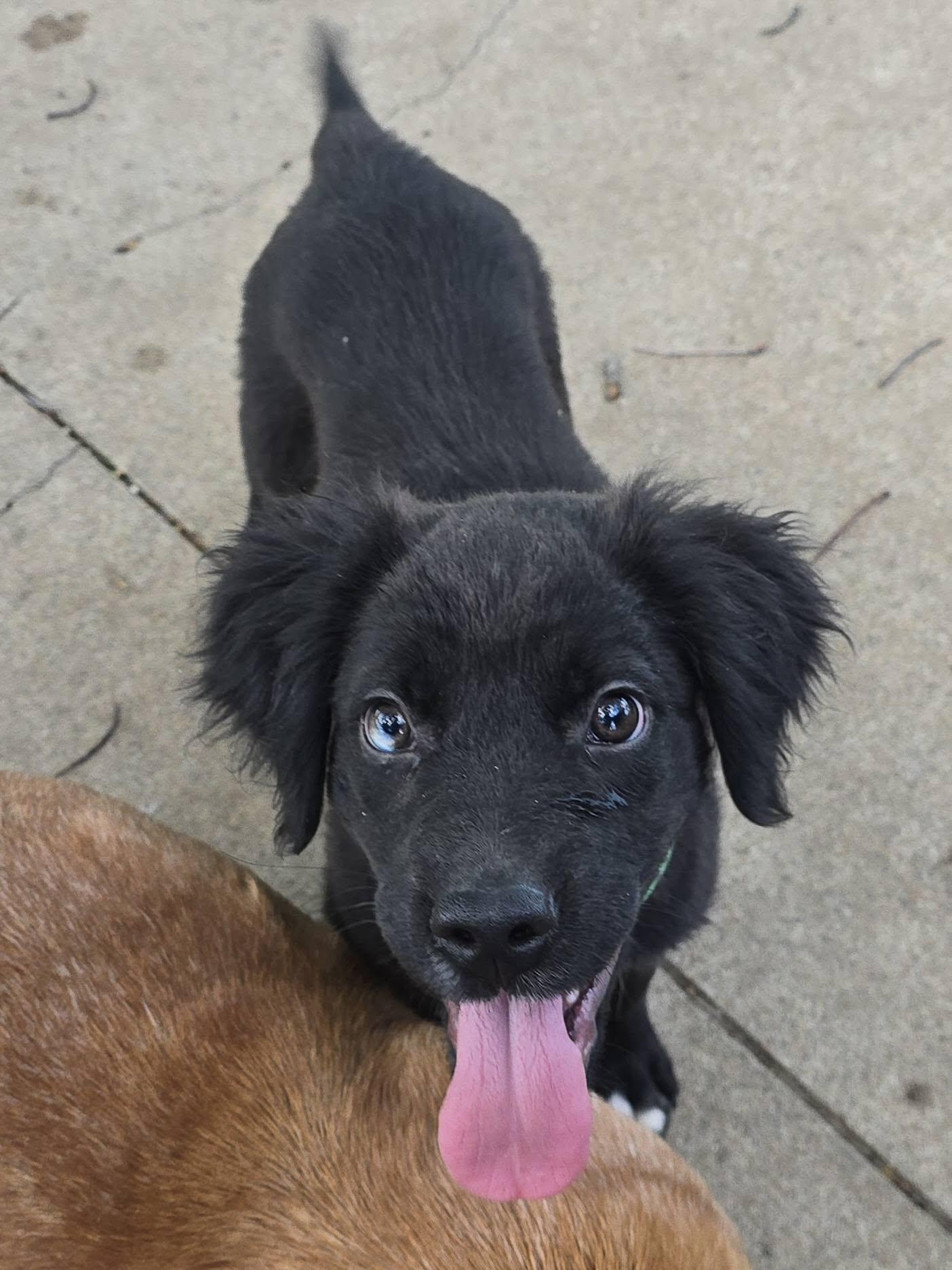 Clark, a Adopted Spaniel in Lee's Summit, MO image 3/3