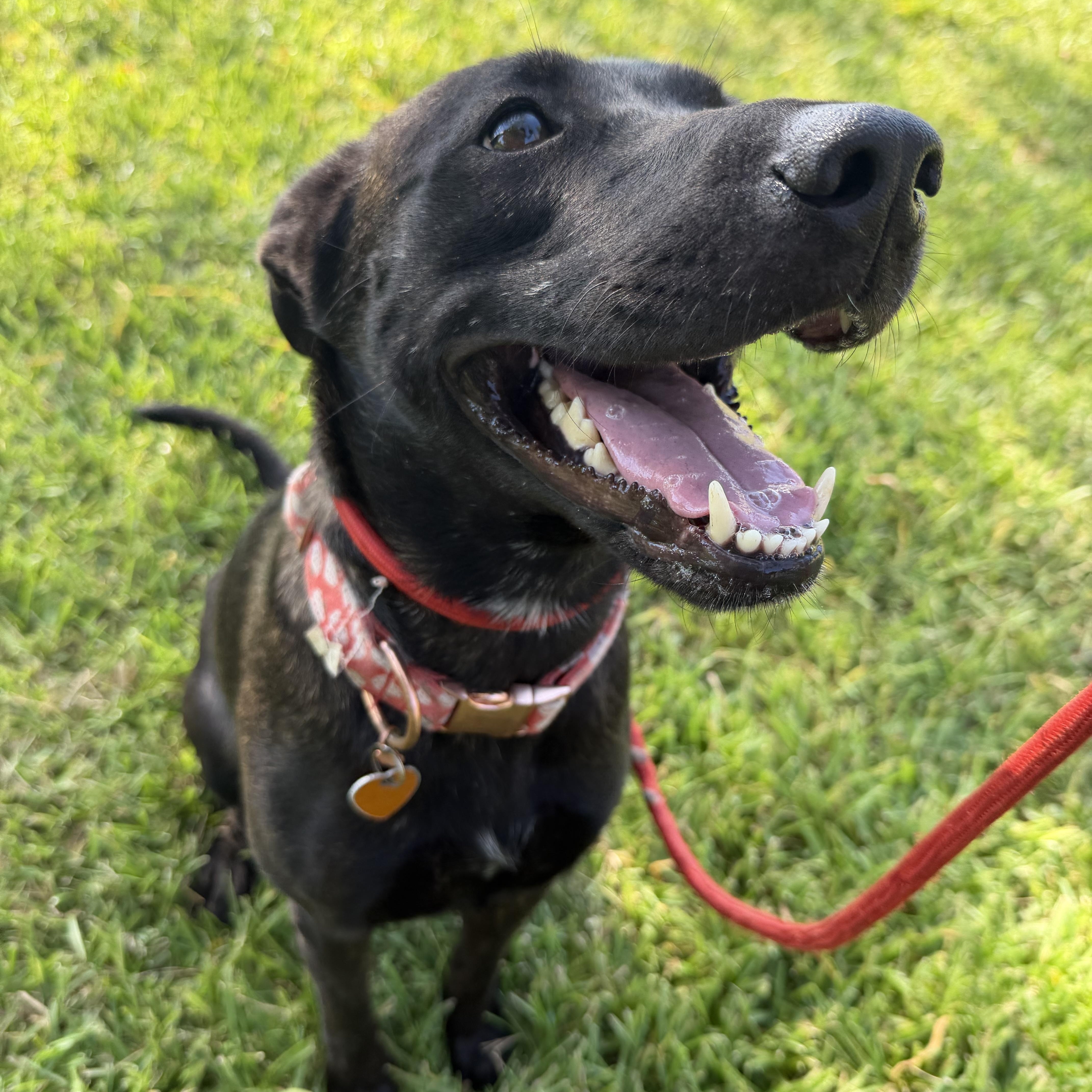 Rayna, Adoptable, Young Female Shepherd.