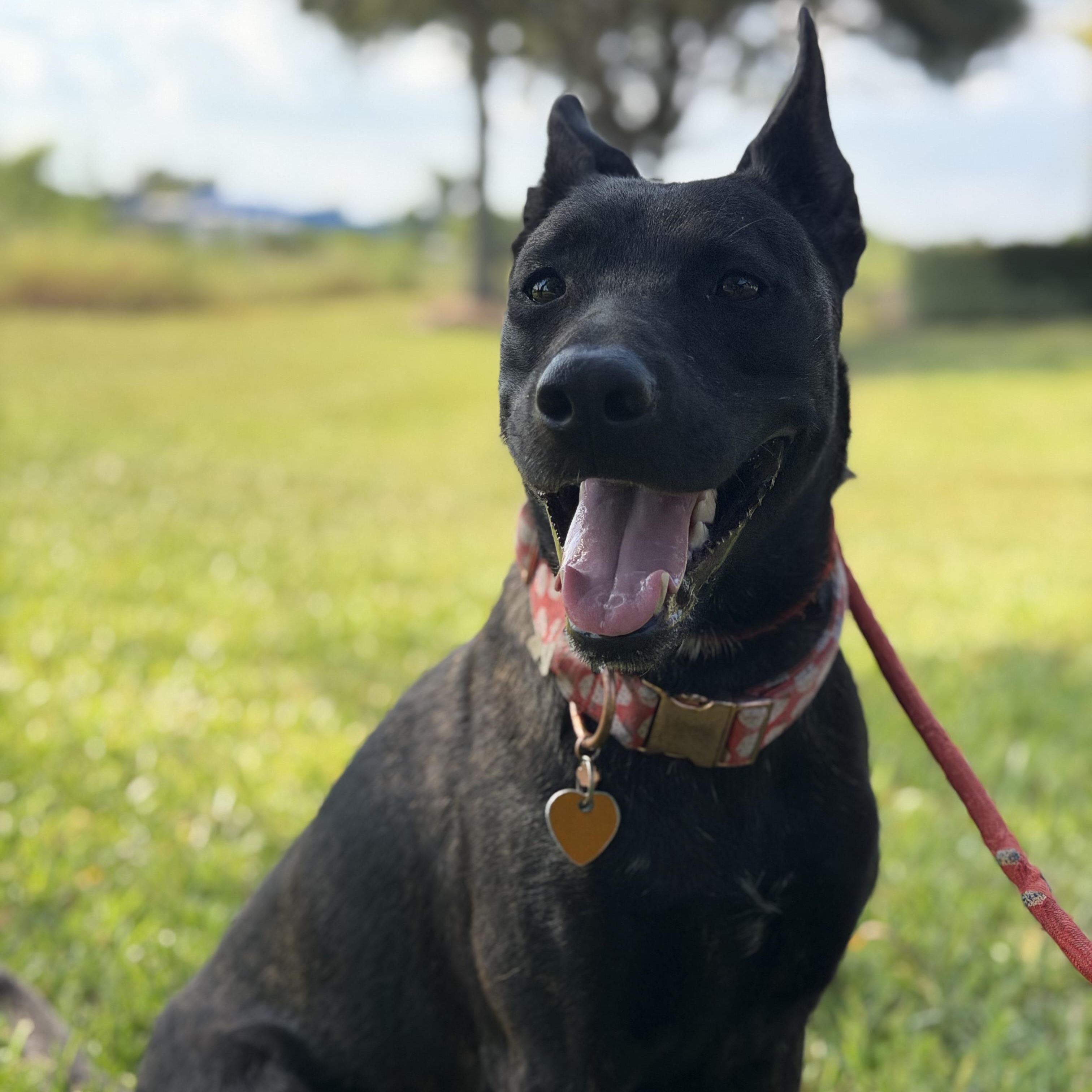 Enlarge Rayna, a Adoptable mixed breed in Brentwood, NH image 2/5