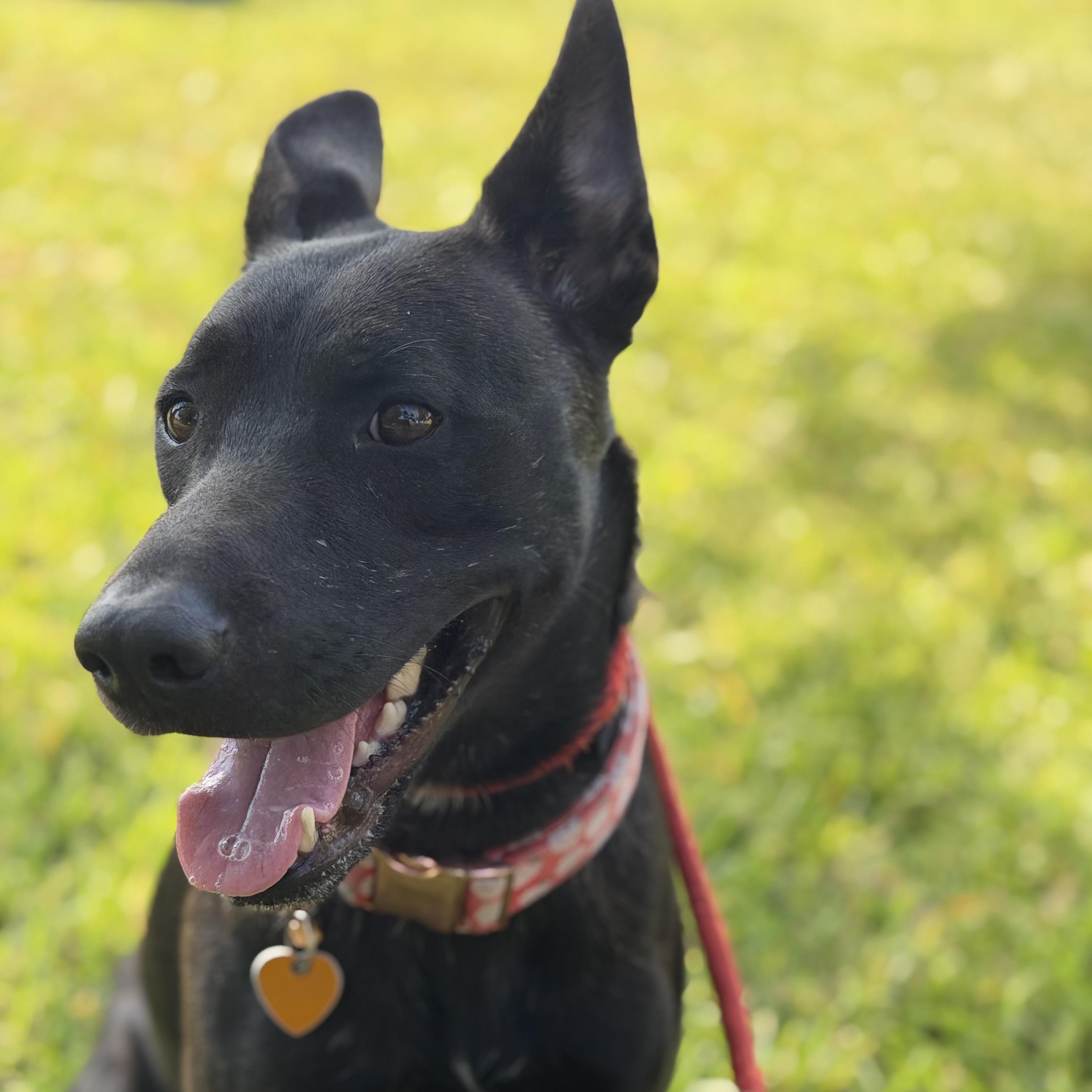 Enlarge Rayna, a Adoptable mixed breed in Brentwood, NH image 4/5