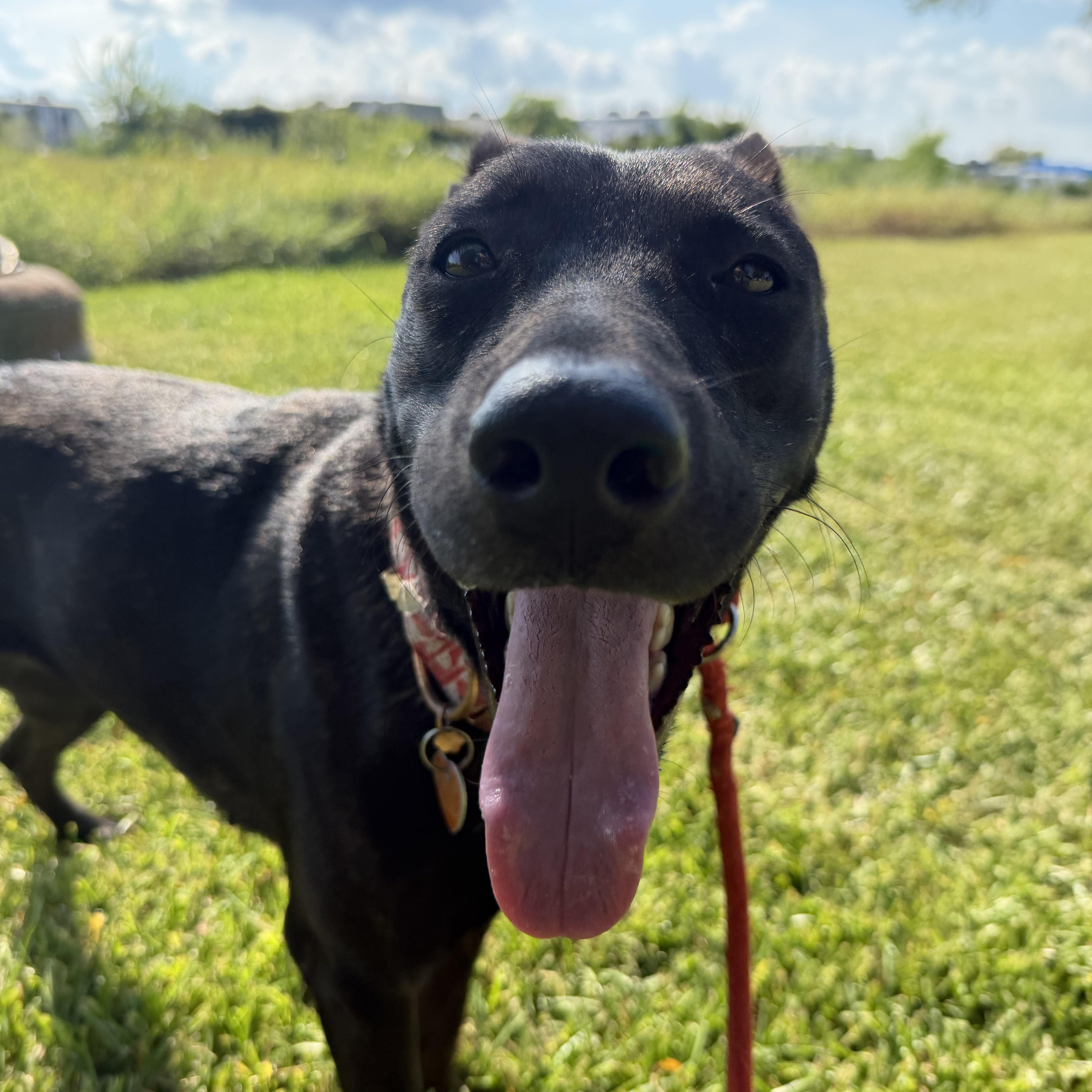 Enlarge Rayna, a Adoptable mixed breed in Brentwood, NH image 5/5