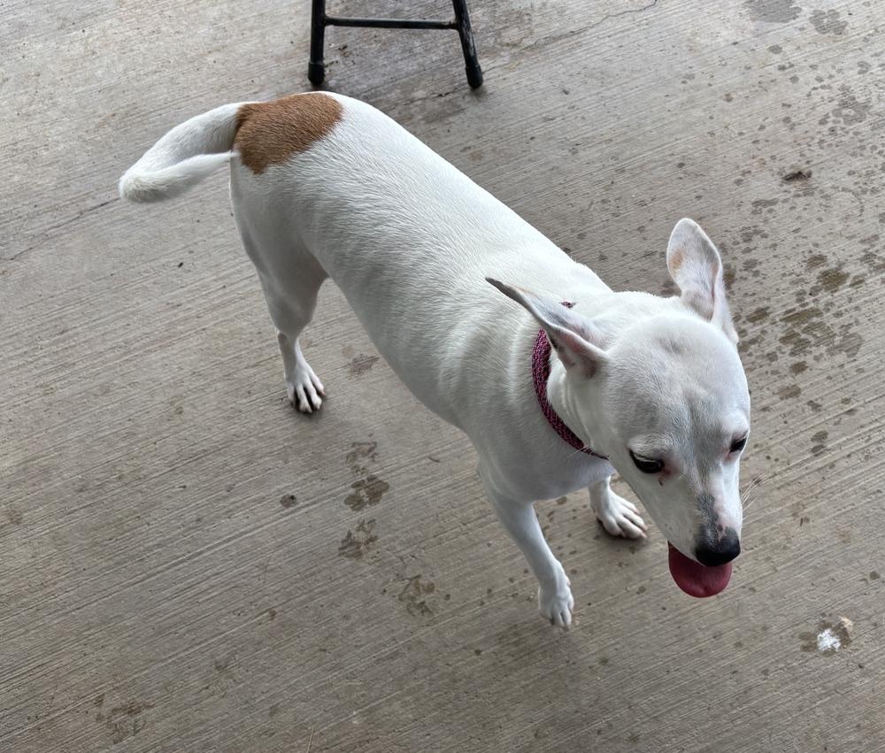 Enlarge Sadie, a Adoptable mixed breed in Bartlesville, OK image 1/4