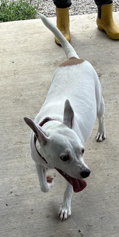 Enlarge Sadie, a Adoptable mixed breed in Bartlesville, OK image 2/4
