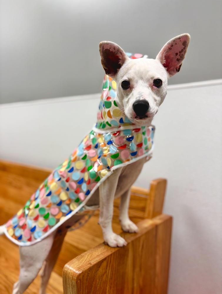 Enlarge Sadie, a Adoptable mixed breed in Bartlesville, OK image 3/4