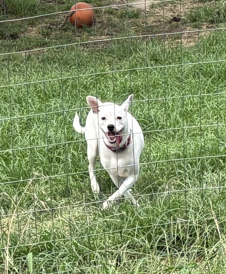 Enlarge Sadie, a Adoptable mixed breed in Bartlesville, OK image 4/4