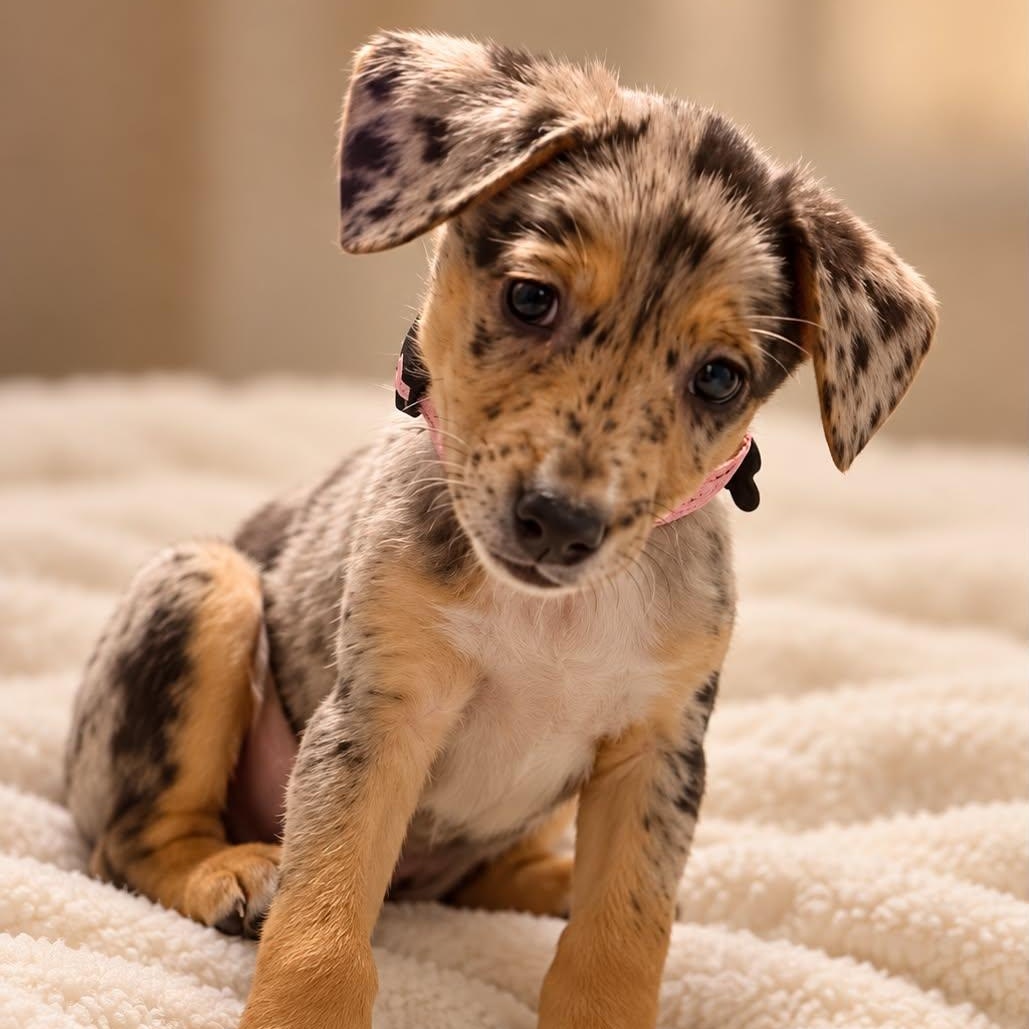 Enlarge Mars, a Adopted mixed breed in Houston, TX image 2/2