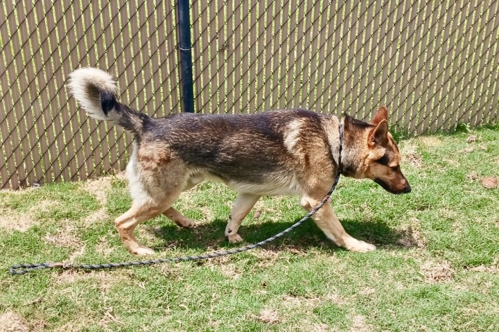 Enlarge Max, a Adoptable German Shepherd Dog in white marsh, MD image 6/6