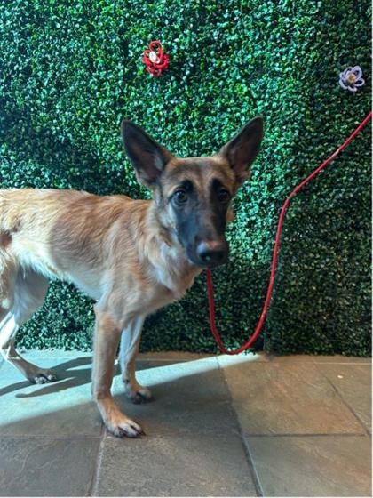 Enlarge 61833872, a Adoptable mixed breed in El Paso, TX image 1/1