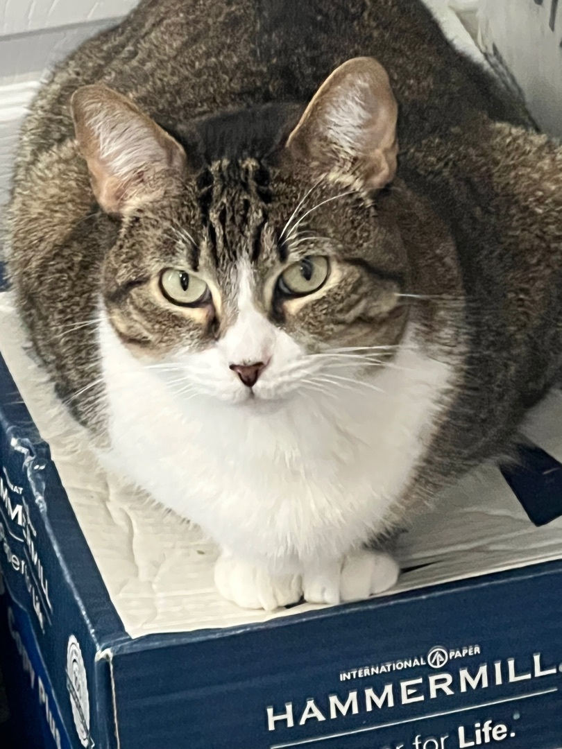 Sweetie Bell, a Adopted Domestic Short Hair in Staten Island, NY image 1/2