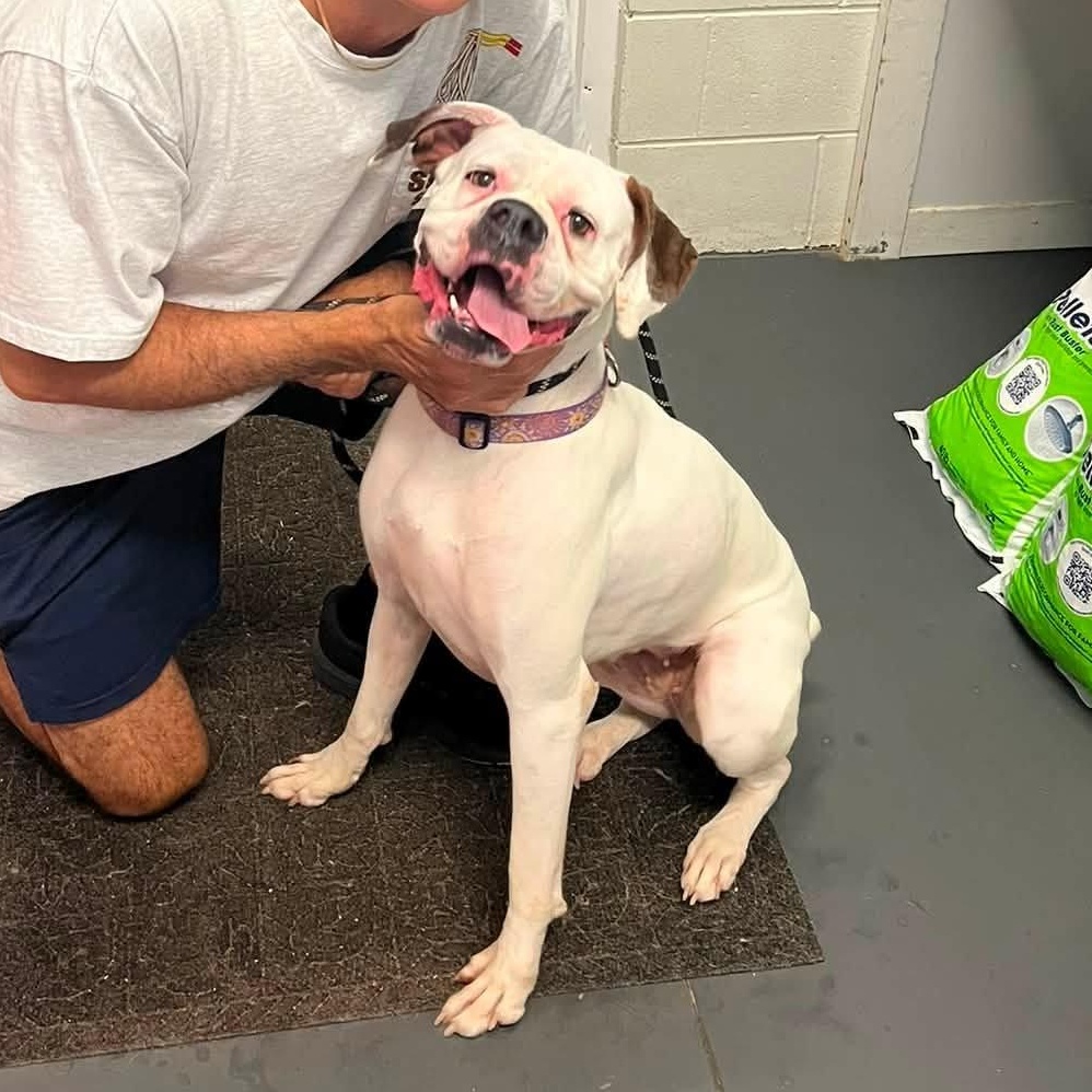 Adrian, ADOPTABLE, Adult Female Boxer.