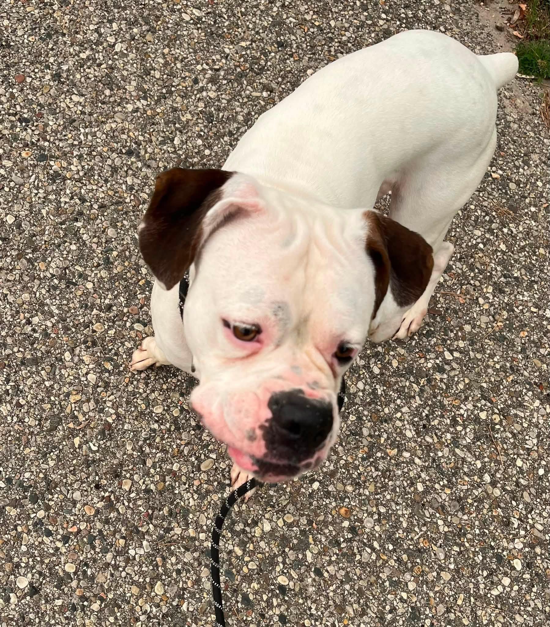 Enlarge Adrian, a ADOPTABLE Boxer in Lincoln, MI image 2/2