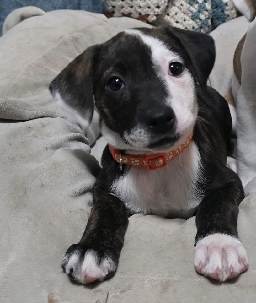 Goldie, Adoptable, Puppy Female Hound & American Staffordshire Terrier.