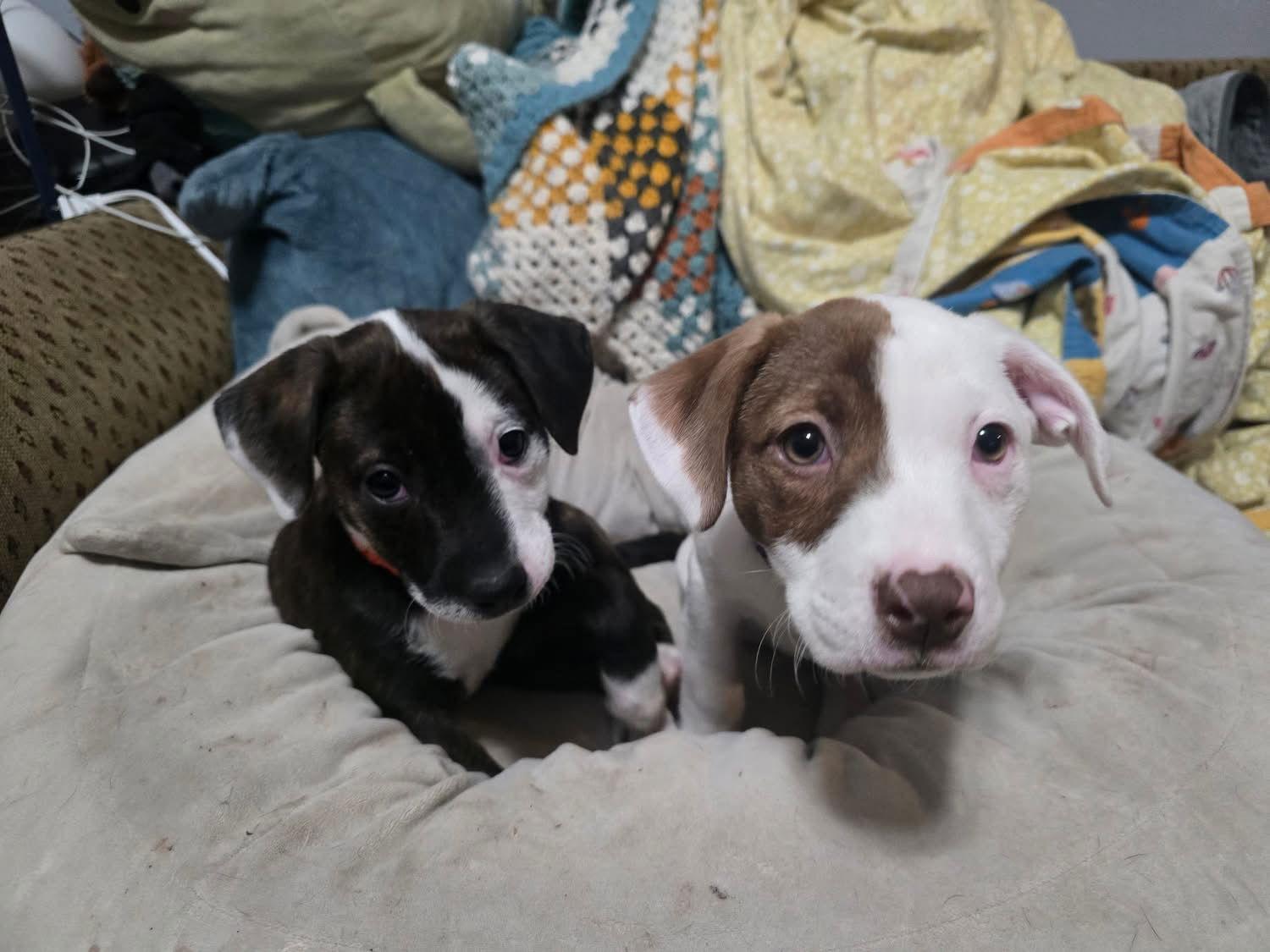 Enlarge Goldie, a Adoptable mixed breed in Duluth, MN image 2/3