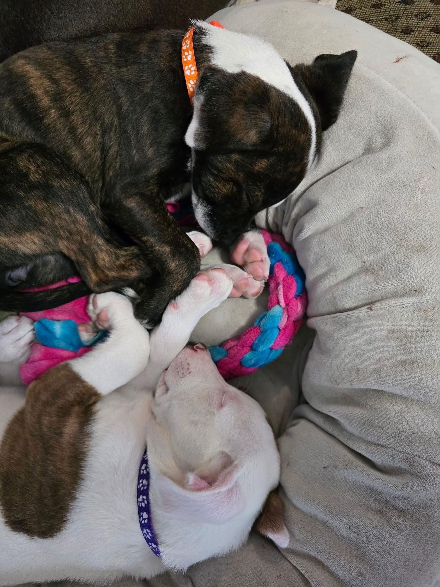 Enlarge Goldie, a Adoptable mixed breed in Duluth, MN image 3/3