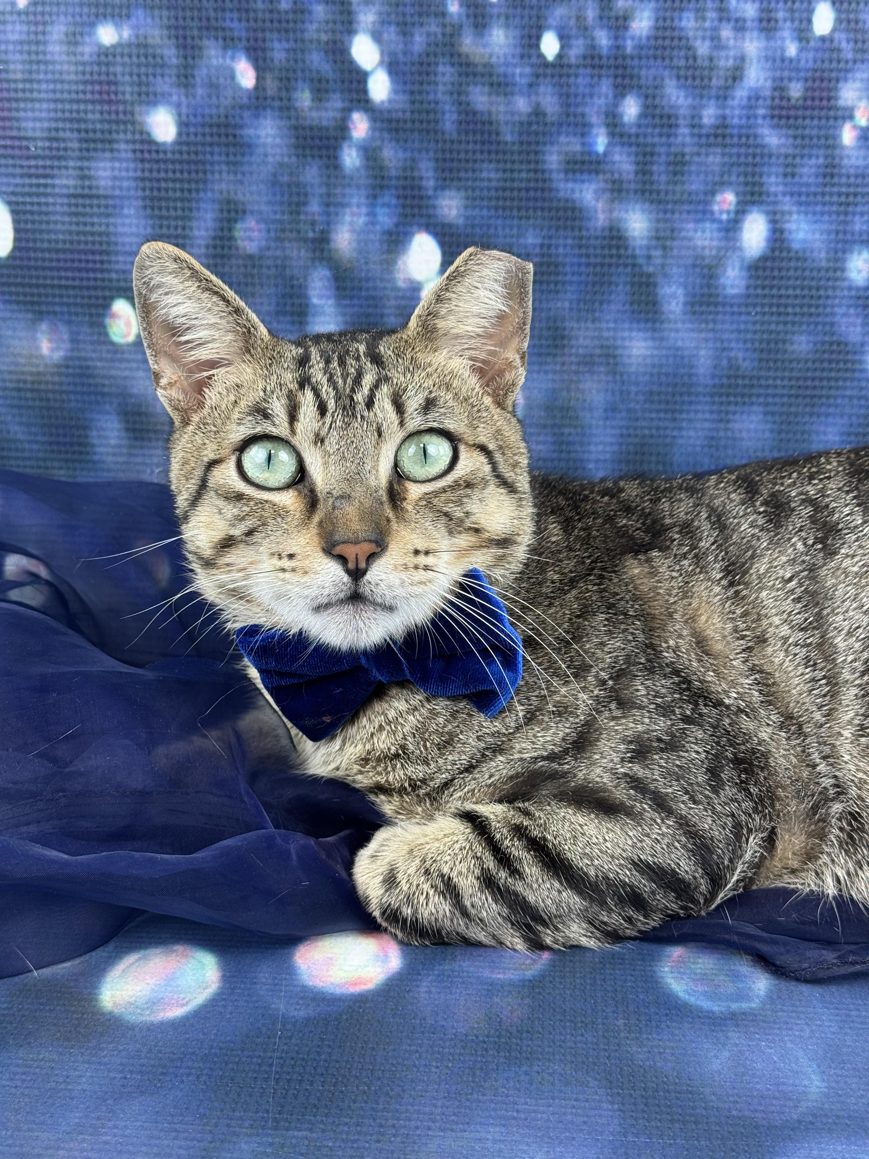 Enlarge Sir Paul, a ADOPTABLE Tabby in Houston, TX image 6/6