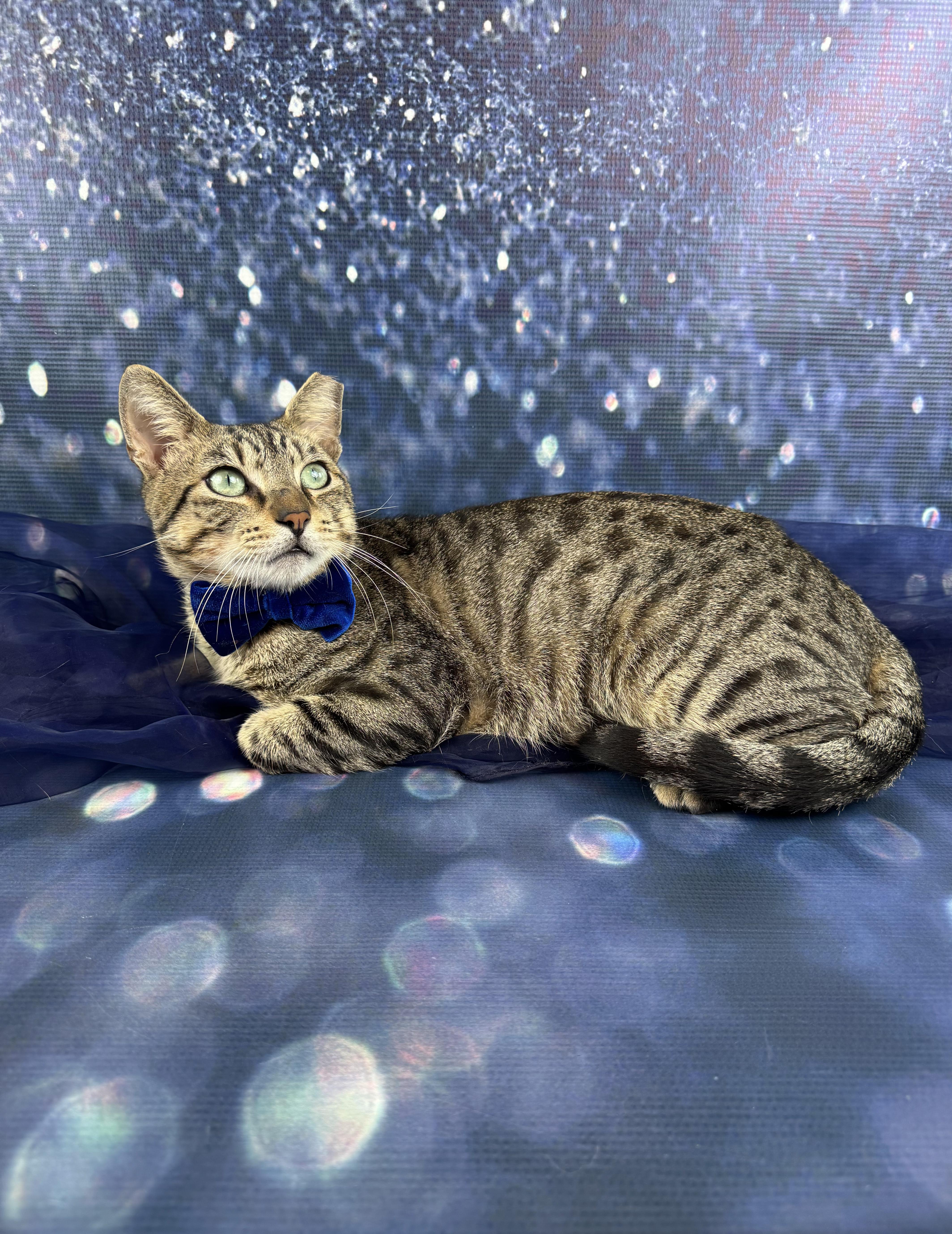 Enlarge Sir Paul, a ADOPTABLE Tabby in Houston, TX image 4/6