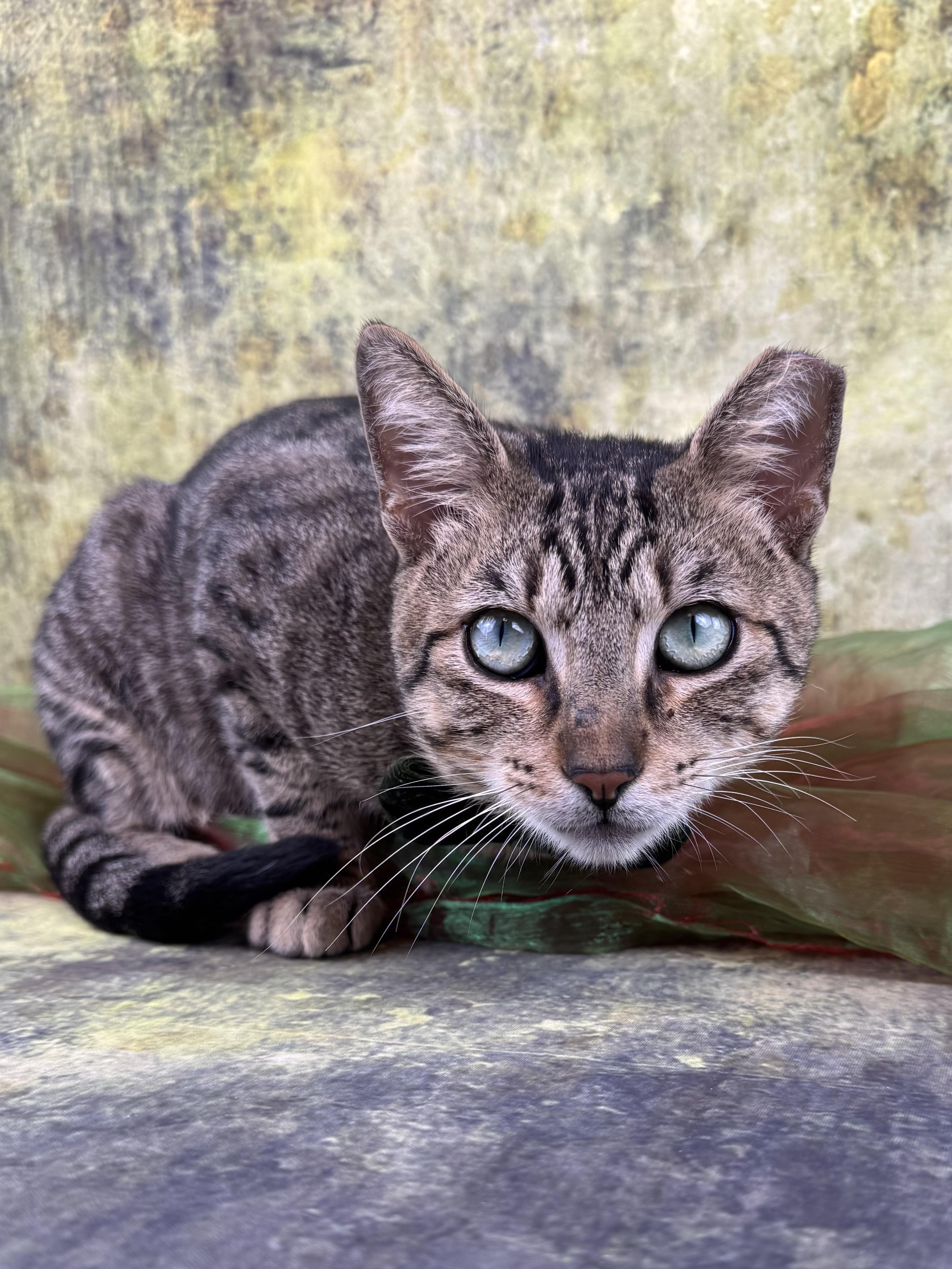 Enlarge Sir Paul, a ADOPTABLE Tabby in Houston, TX image 3/6