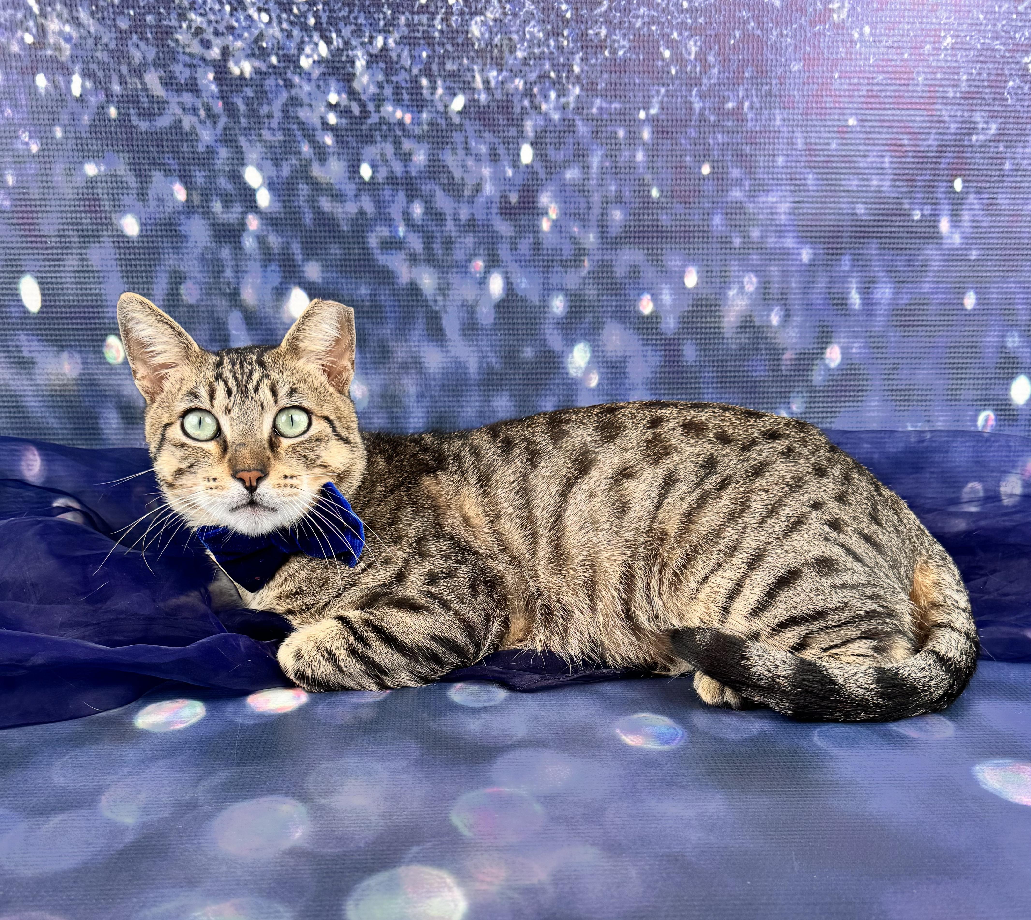 Sir Paul, ADOPTABLE, Adult Male Tabby.
