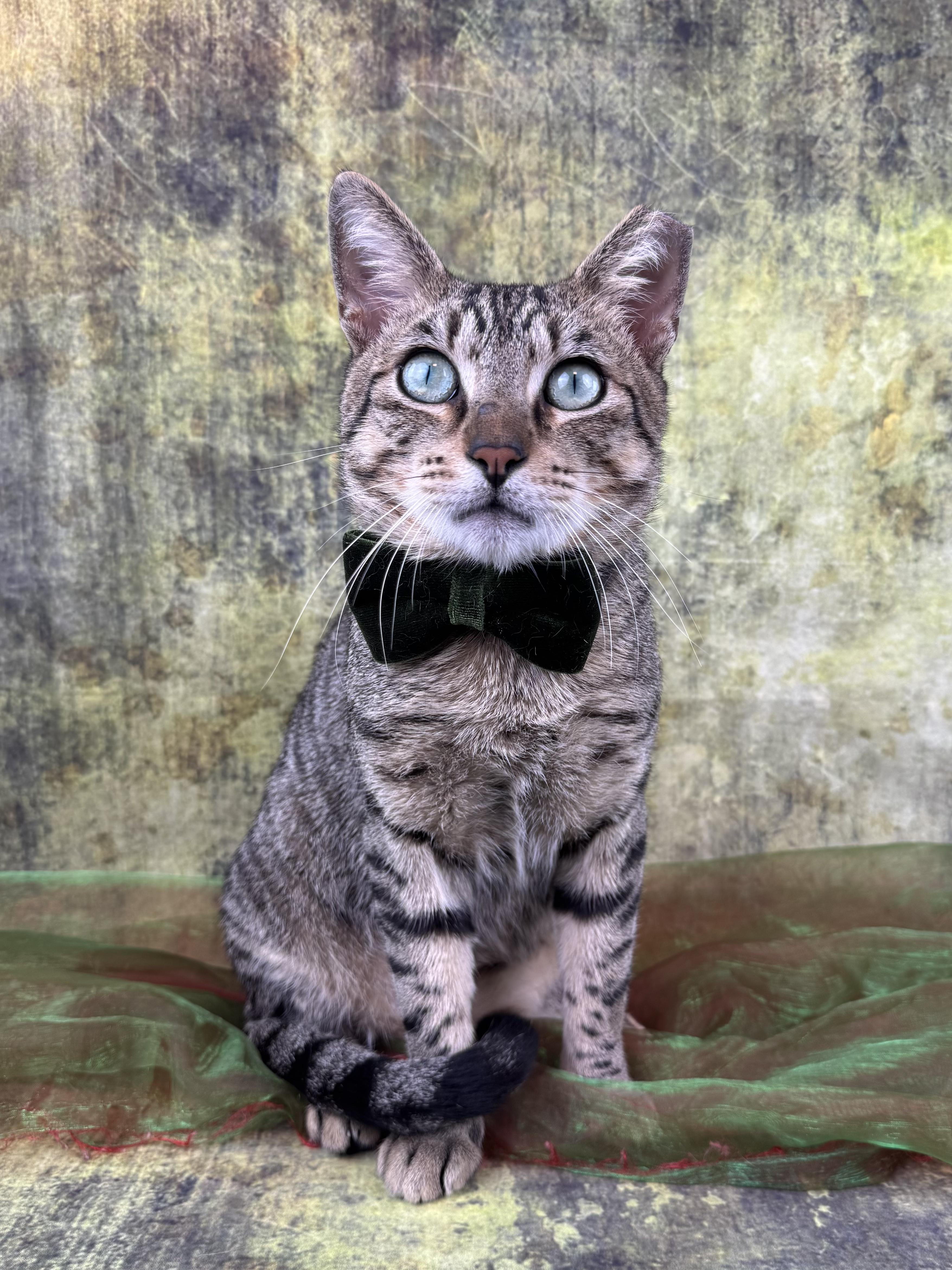 Enlarge Sir Paul, a ADOPTABLE Tabby in Houston, TX image 2/6