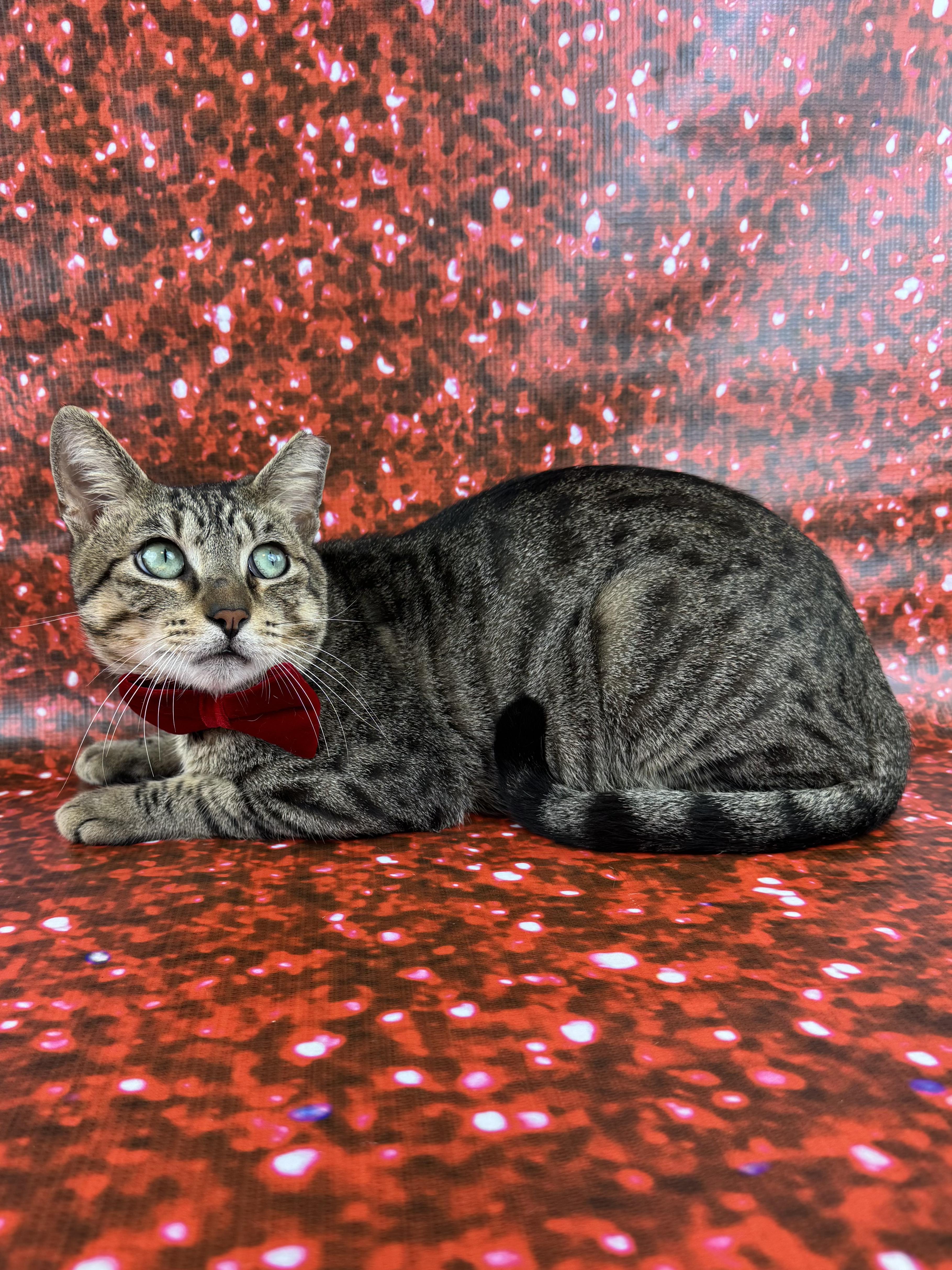Enlarge Sir Paul, a ADOPTABLE Tabby in Houston, TX image 5/6