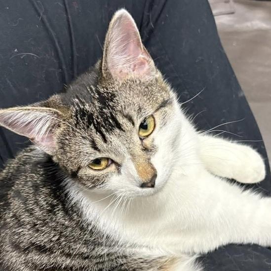 French Fry, Adoptable, Kitten Male Domestic Short Hair.