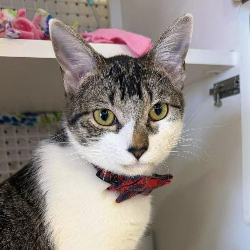 Enlarge French Fry, a Adoptable Domestic Short Hair in Chicago, IL image 3/5