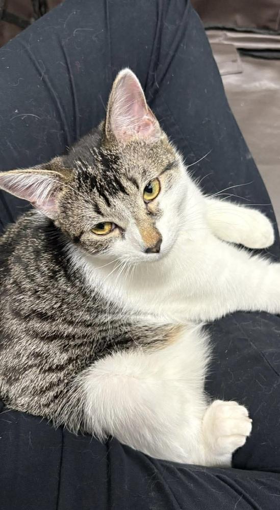 Enlarge French Fry, a Adoptable Domestic Short Hair in Chicago, IL image 4/5