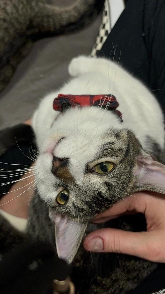 Enlarge French Fry, a Adoptable Domestic Short Hair in Chicago, IL image 5/5