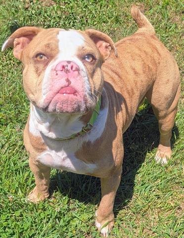 RIRI - Adoptable Pet | Petfinder
